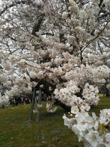 sakura